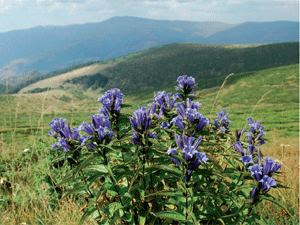 Stara planina melem