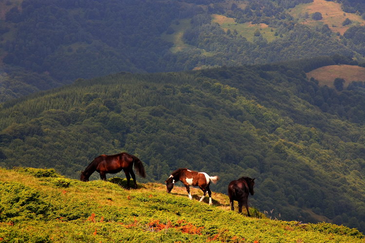 stara planina